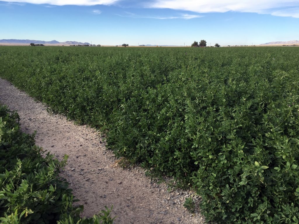 (1/8) James Farm in Utah had a 50% larger yield on the 4th cropping of Alfalfa.