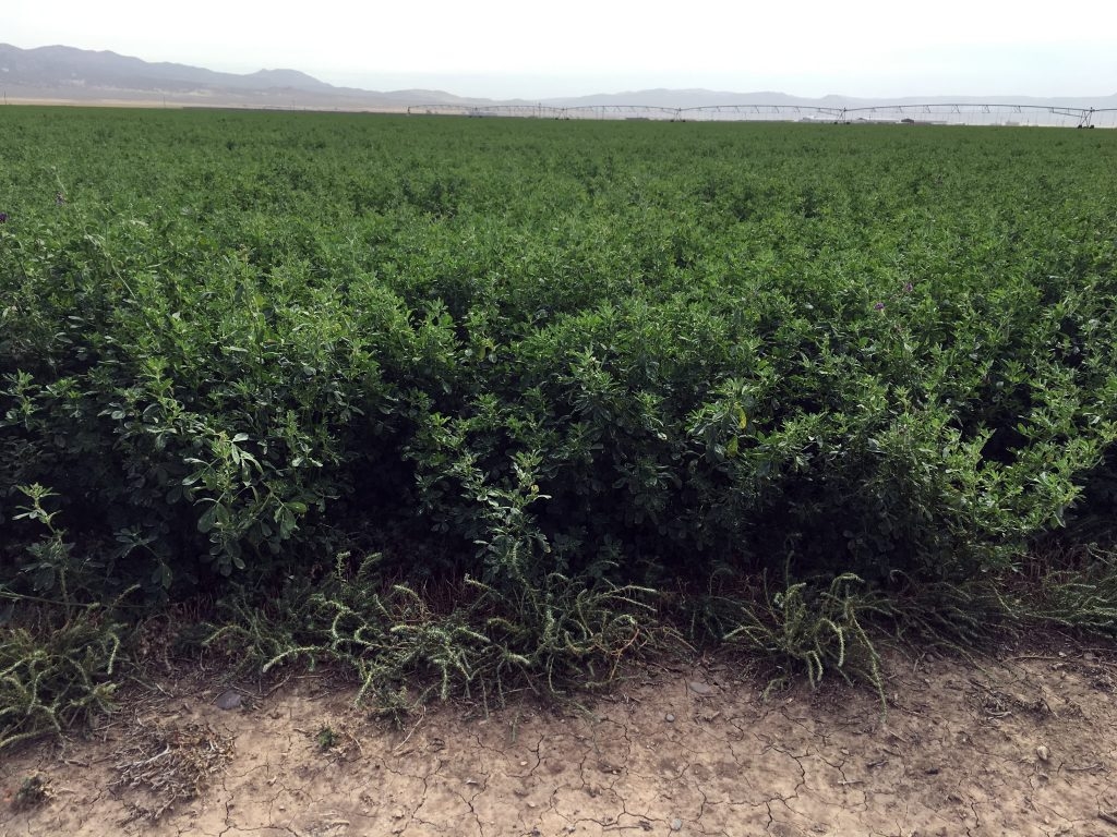(2/8) This is irrigated roundup ready Alfalfa (lower yields) in Utah on Blue Gold™.
