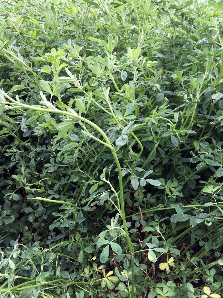 (6/8) The unyielding GMO Alfalfa produces and yields more. The internode spacing here is not standard with GMO Alfalfa, but it is on the Blue Gold™ program.