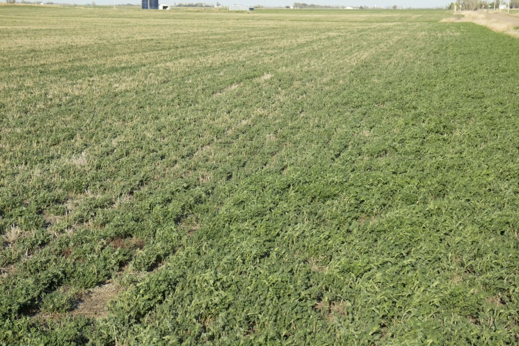 (1/4) This stretch of Kansas Alfalfa near the road was treated with only one application of Blue Gold™.