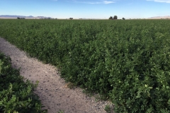 (1/8) James Farm in Utah had a 50% larger yield on the 4th cropping of Alfalfa.