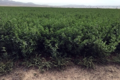 (2/8) This is irrigated roundup ready Alfalfa (lower yields) in Utah on Blue Gold™.