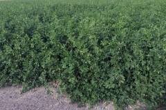 (8/8) After Blue Gold™ - This GMO Alfalfa had severe yellowing, before Blue Gold™. The farmer said his GMO Alfalfa never produced like this and is ecstatic that he is getting such dense tall growth.