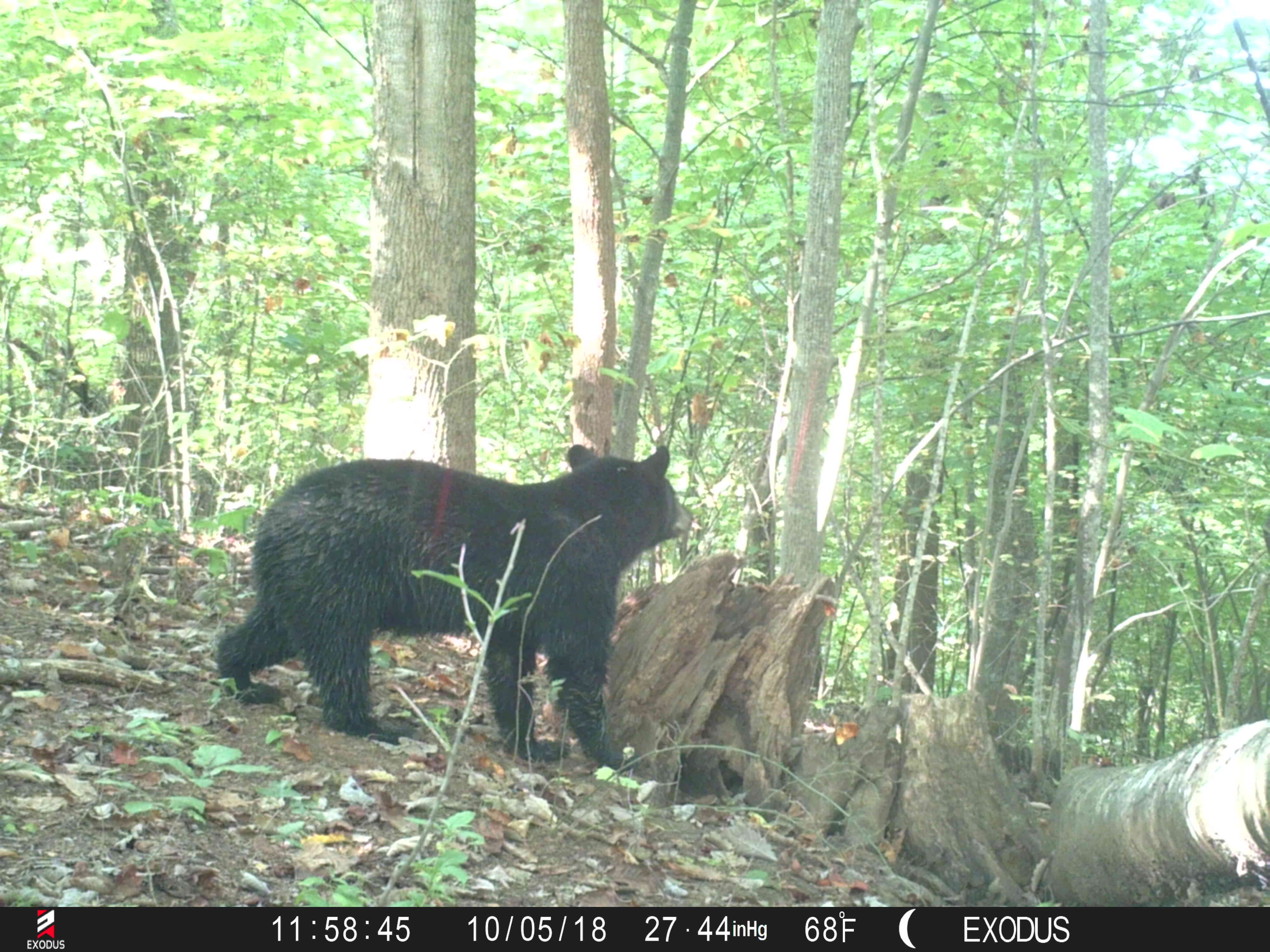 (2/4) He had it out before, but the camera did not work, and the bear tore apart another stump location and tore the bark off the tree where he poured it down the bark.