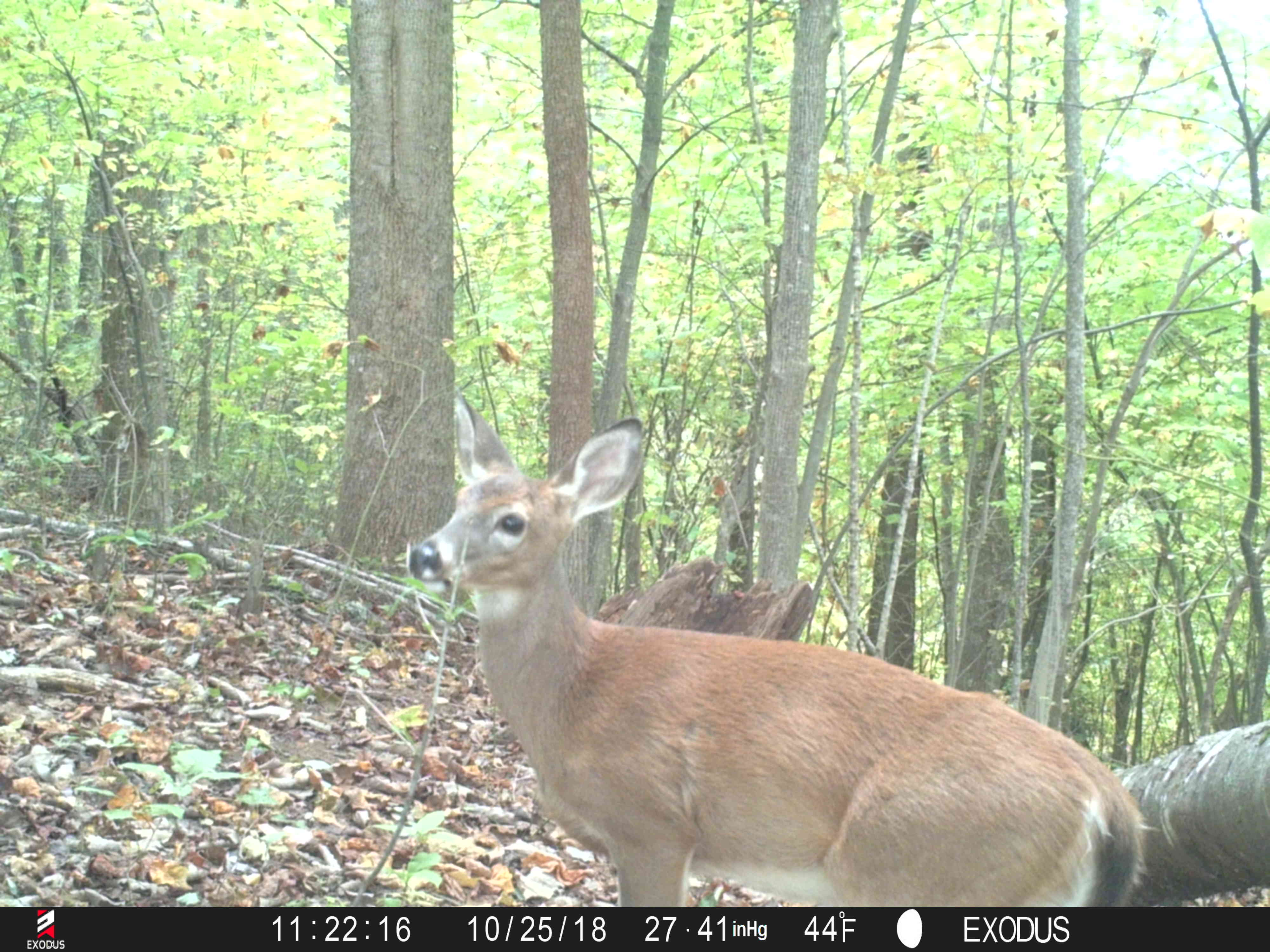 (3/4) Coon, deer, and bear! Notice the daylight pictures when most animals are not moving.