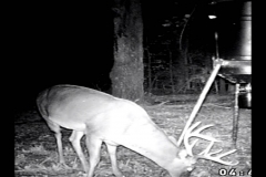 (4/5) The video showed them coming to the food plot sniffing out the nutrients.