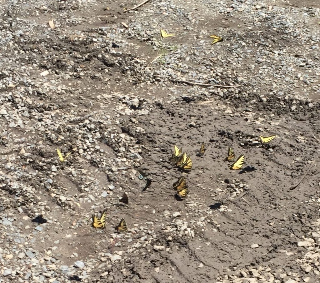 We spilled some Blue Gold™ Solution at an Eden manufacturing site, and these beautiful butterflies quickly flew over!