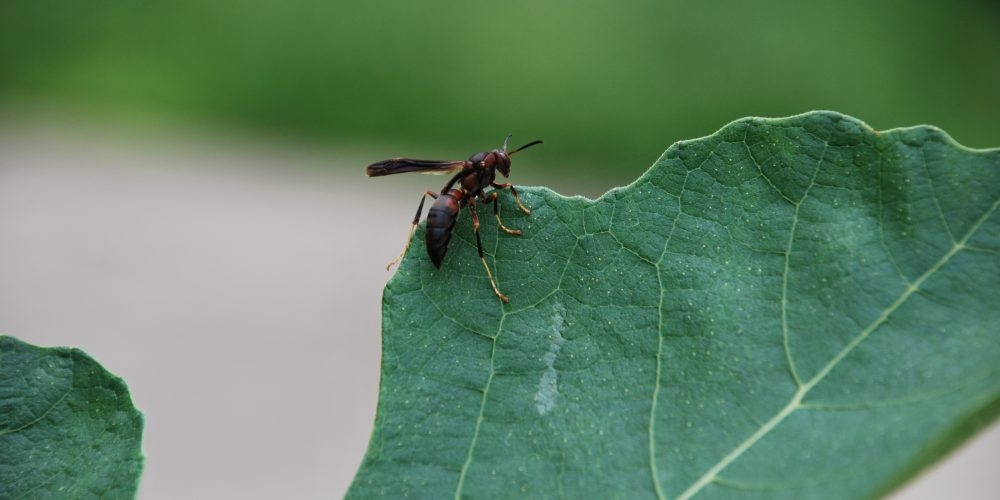 Hornet on a fig leaf right after a Blue Gold™ foliar spray. The leaf is still wet. He appears to be drinking the solution.