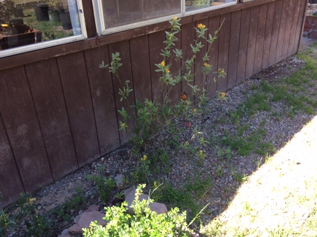 (1/3) “I sprayed Blue Gold™ Base on my milkweed for my red spider mite problem.