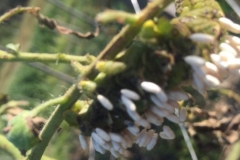 Beneficial Insect Parasitic Wasp (Trichogramma Wasp) lays eggs into evasive pest larva. This farmer had never seen them do this before he used Blue Gold™ Solutions. Our Solutions attract beneficial insects. Here at the Eden Lab, we continuously witness this.