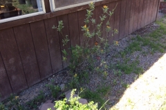 (1/3) “I sprayed Blue Gold™ Base on my milkweed for my red spider mite problem.