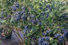 (11/13) Another note: Blueberry harvest for these varieties in this region is usually from about the 3rd week of July to the end of August. This year we were picking the last of the blueberries on September 24th. No other growers in the region still had berries this late.