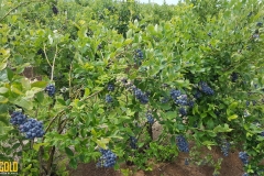 (12/13) Overall, I am amazed at the production results. I harvested 875lbs of berries from 1,000 plants that are 1/8th of the estimated maturity.”-Cid, from Cid’s Blueberry Farm