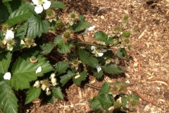 (2/3) This is a planting of a Natchez Blackberry Plant. After only one application of Blue Gold™ Base and Blue Gold™ Super Carb, it bloomed and set fruit. There are 75 berries on this plant, and it did not lose a single one.