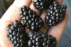 (1/2) Check out the size of these blackberries from Berry Farms in Vidalia, GA!