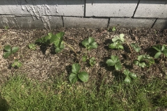 (1/2) “After I got recipe from you last week I hit the strawberries with it also. See the size of leaves now? Hard to believe they could grow that big in so short of time! 5 days? Alaska 24 hour sun, lol.”