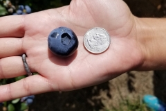 The average size blueberries grown in Oregon on BlueGold® 🤩😋