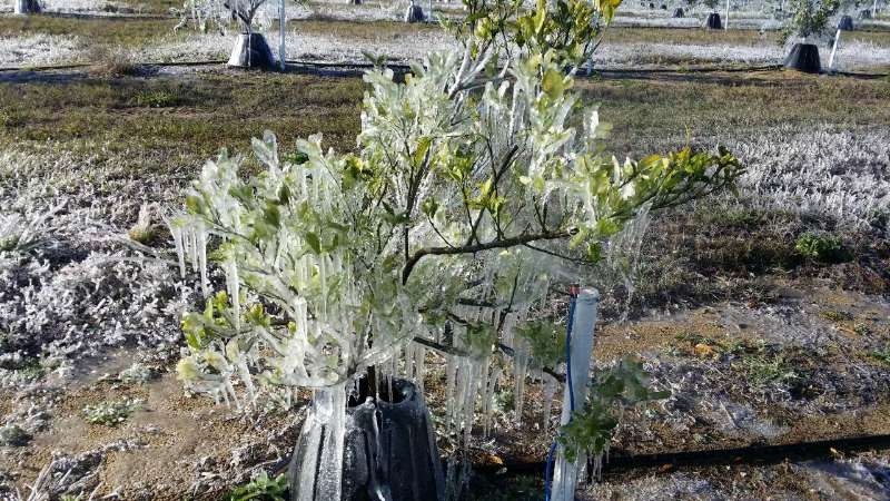 A citrus tree underwent a freeze test with the use of Blue Gold™ Solutions. The citrus lost no leaves and was undamaged by the killing frost. Blue Gold™ Solutions are the perfect weatherproofing solution for your garden.