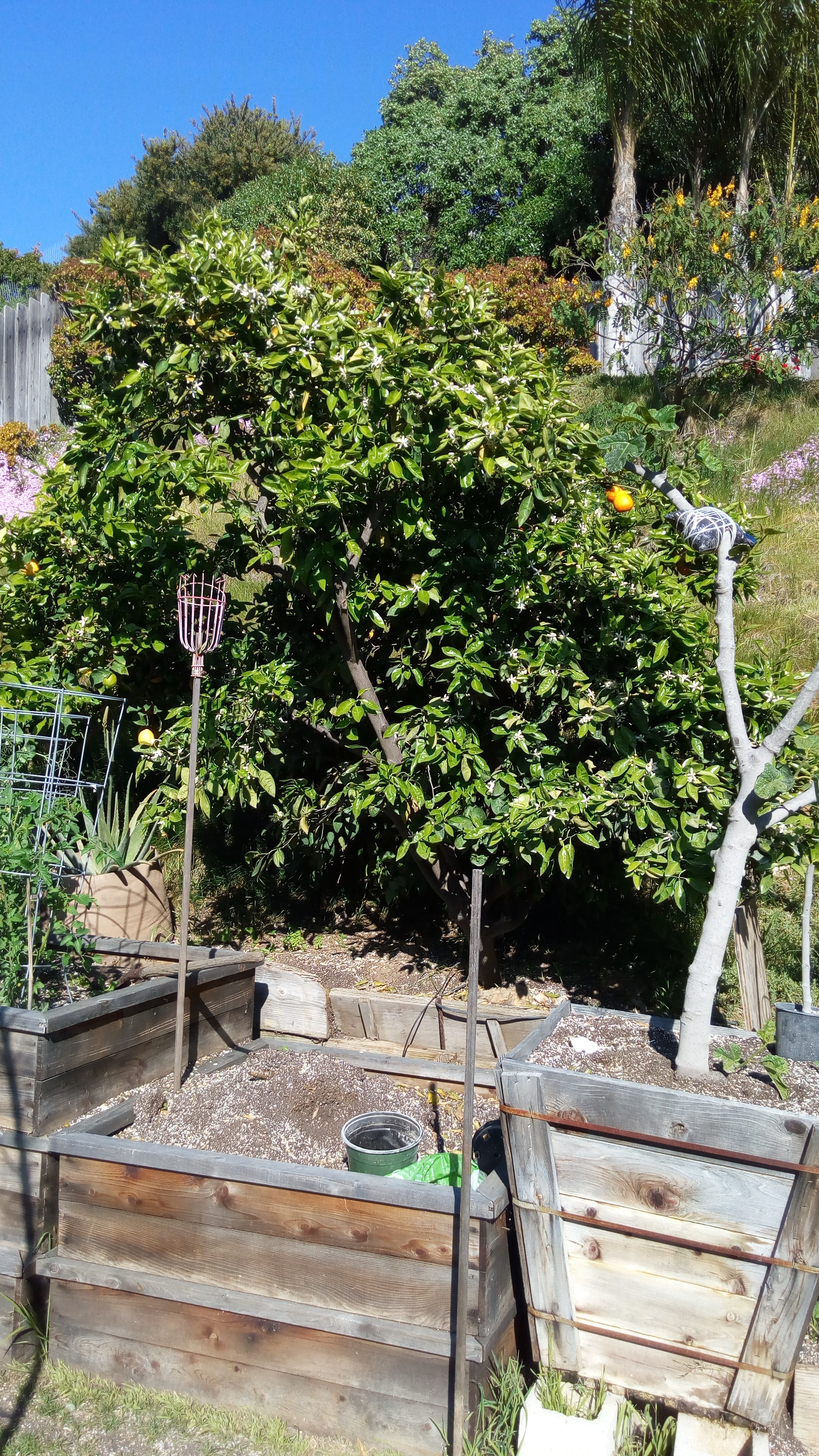 (1/4) “Orange tree.  Look how healthy the leaves are. Extremely shiny, no bugs, lots and lots of flowers. Thanks Eden!” -Mike Jones