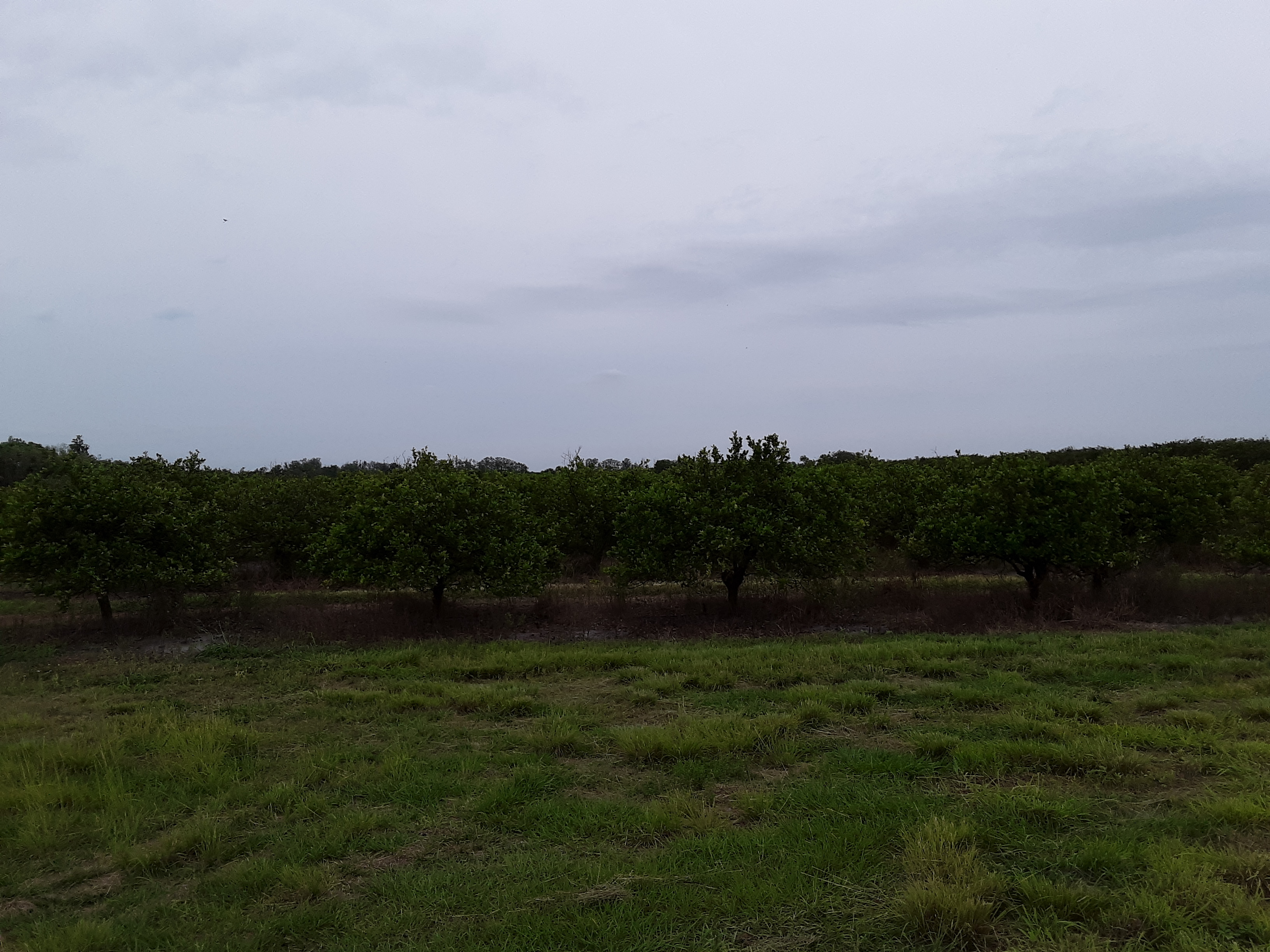 (1/2) “A view of the best part. Note the color. Also a view of a cluster of set fruit.” -Paul Teal of Teal & Sons Citrus in Florida taken 4/9/19