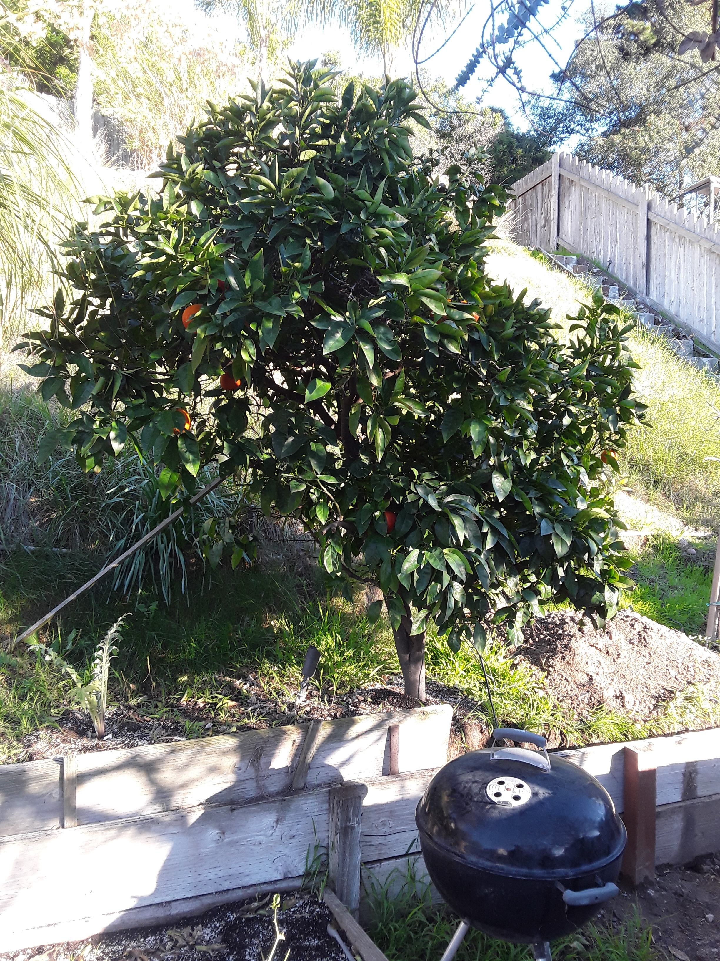 (1/3) “My Blood Orange citrus tree. This and the Peach Tree in the front yard have a ton of flowers and buds!” -Matt Jones [taken on 2/22/19 in CA]