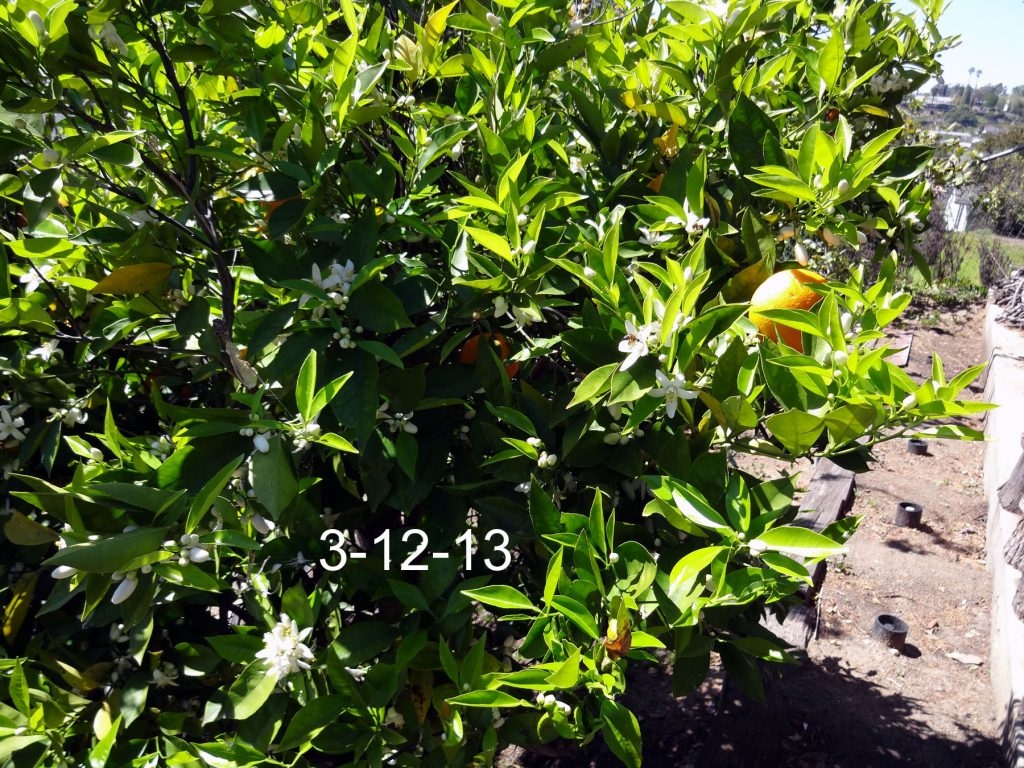 (3/5) California Citrus tree is thriving in spite of the drought through Blue Gold™.
