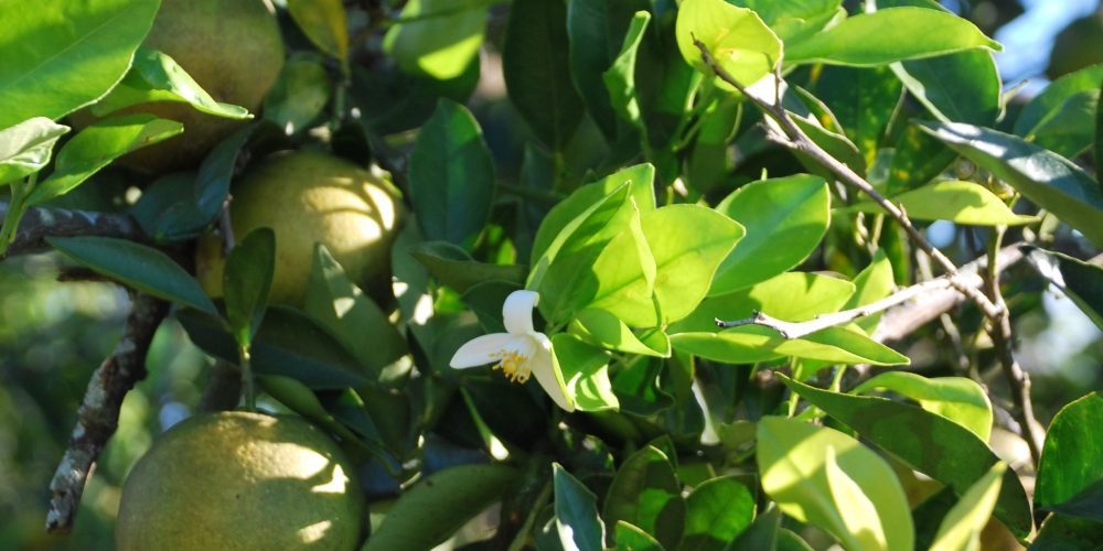 (6/6) New blooms appearing on this citrus tree just sprayed with Blue Gold™!