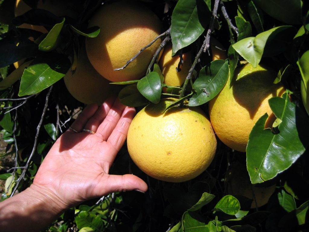 Drought resistant California grapefruit, perfect and pest and disease free, grown in High Desert Alpine, California with Blue Gold™.