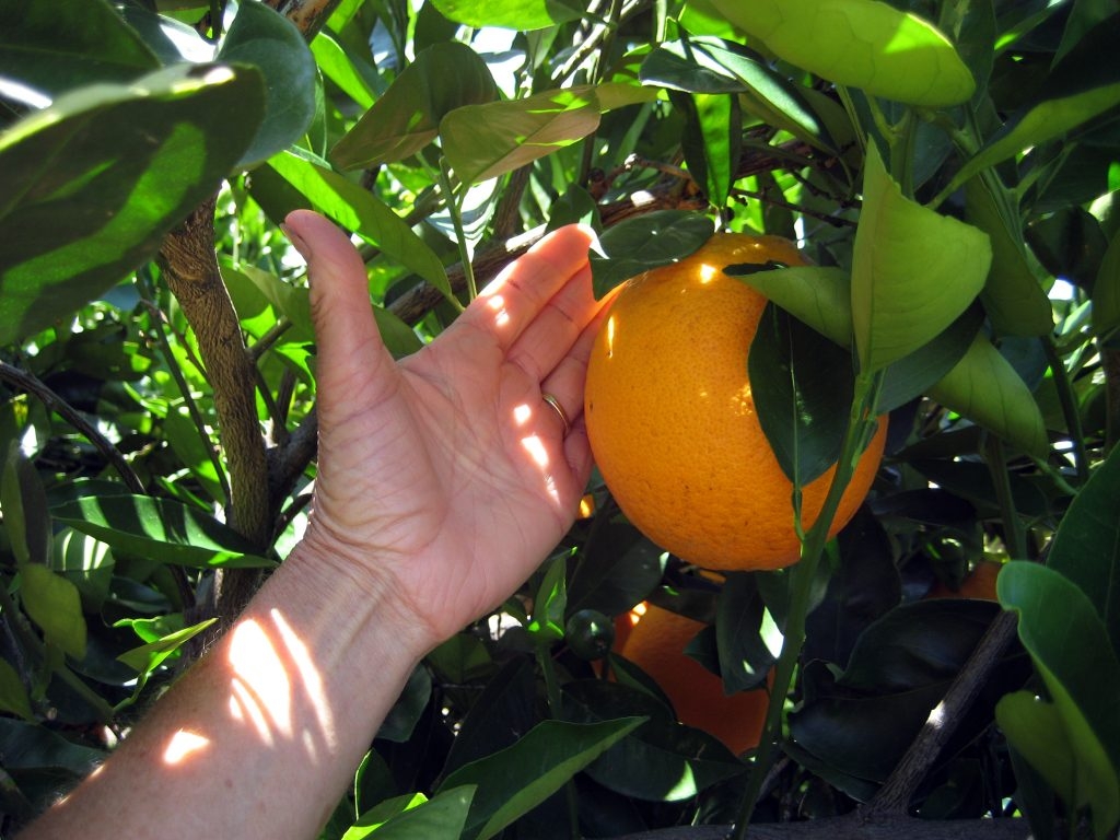 (2/4) All Barbra Rosenberg's oranges grew unblemished and healthy pest and disease free.