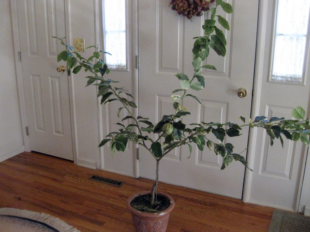 (1/3) An Indoor lemon tree has not bloomed once in 3 years.