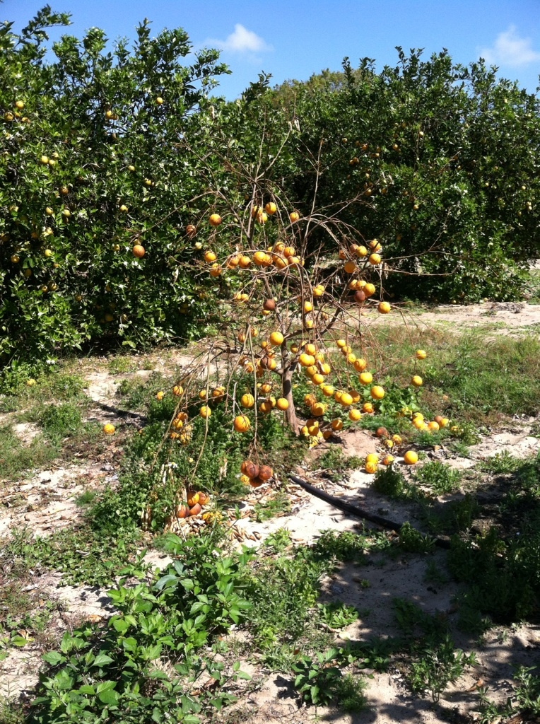 (2/6) This is what happens when a citrus tree succumbs to the chemical onslaught it receives from fertilizer, herbicides, fungicides, etc.
