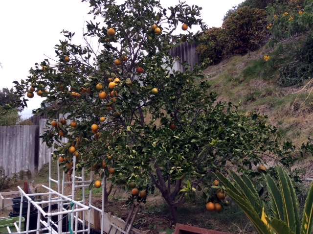 (2/5) “Approximately 75% more fruit than last year, really green! Thank you!” -James Read