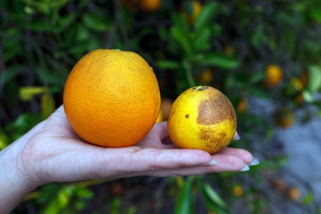 Oranges are bigger, more vibrant, and healthier on Blue Gold™. This is a Hamlin Citrus orange on the Blue Gold™ Program. Blue Gold™ orange is on the left, and the control is on the right. The left has no signs of citrus rust or canker after 6 months of application.
