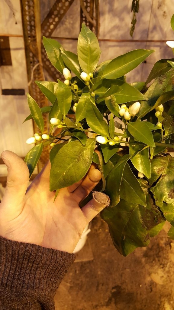 (2/2) This is a bloom of a Mandarin Orange in an indoor greenhouse at Azure Standards. They commented they have never before encountered the powerful scent and quality before using the Blue Gold™.