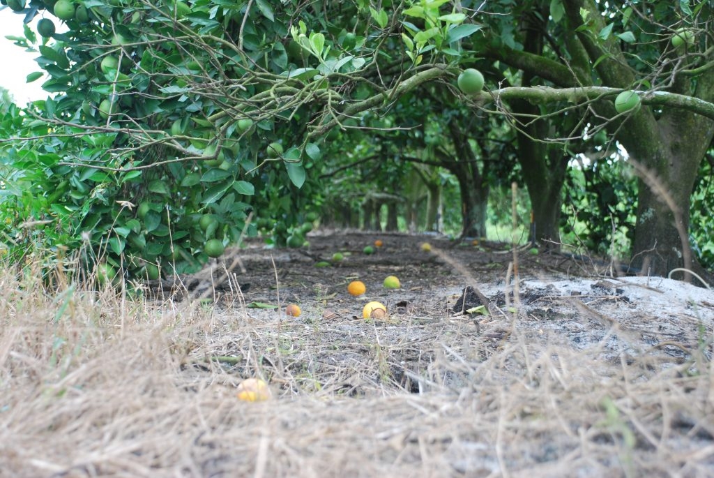 (3/6) This citrus grove had already set its fruit and suffered from severe fruit drop and an ever increasing decline of production. After two applications of Blue Gold™, a new green fruit set occurred on October 1st, and you can see the fruit drop is very minimal now.