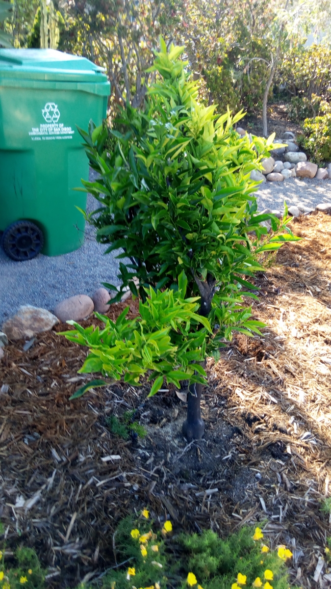 (1/8) Blue Gold™ Citrus Tree comeback on the beach in San Diego, CA.
