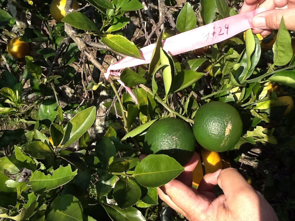 (1/2) A tagged citrus tree, which was treated with Blue Gold™, shows elimination of black spot, yellowing, leaf miner, and rust.