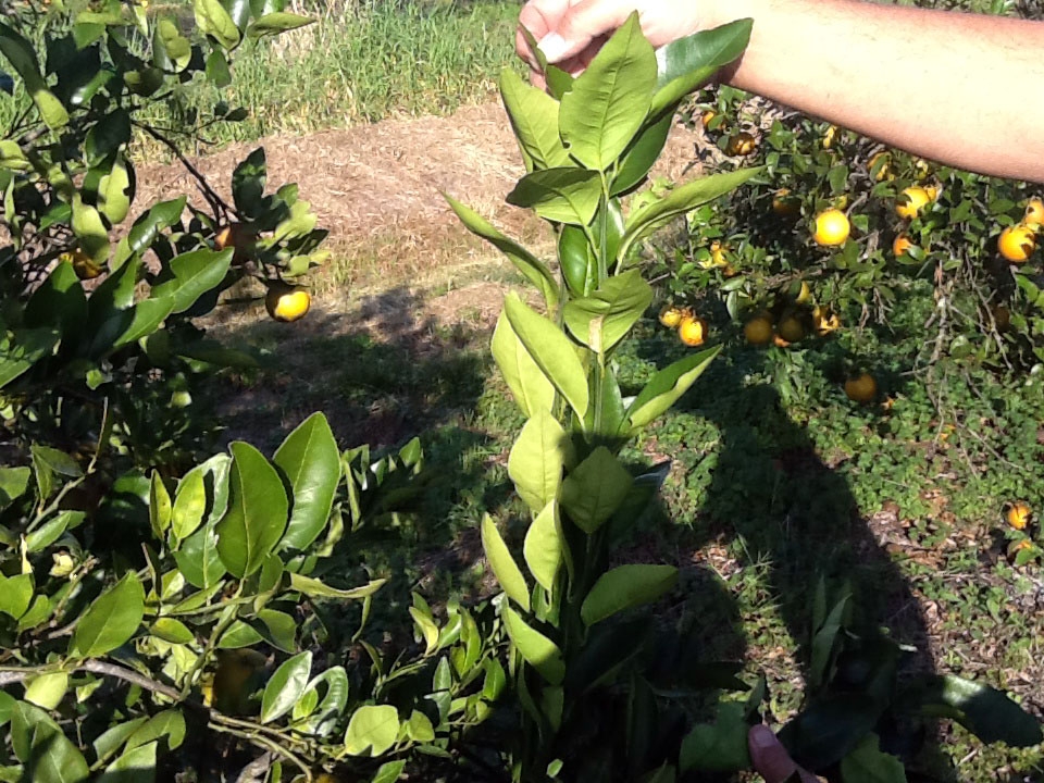 (2/2) This photo shows the complete eradication of white fly on this citrus tree after only one application of Blue Gold™.