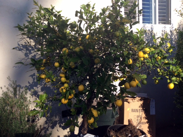This citrus plant was unable to produce and was diseased. All thanks to only a couple applications of Blue Gold™ it produced quickly, and the disease went away fast.