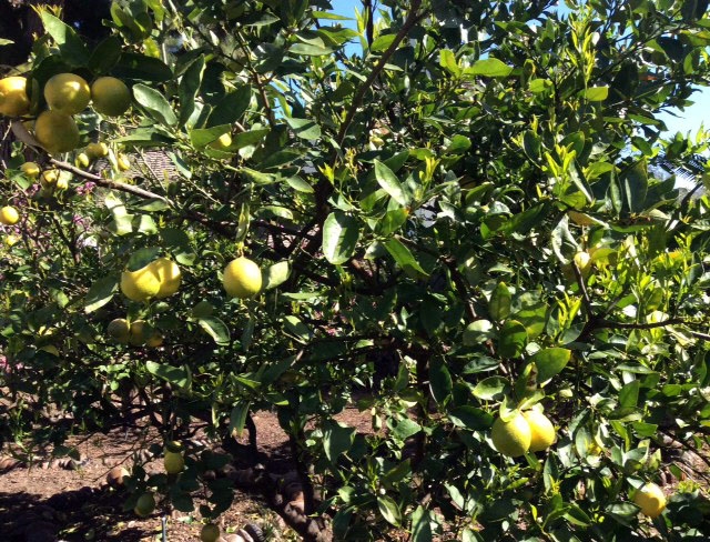 (1/3) Blue Gold ™ Lemon Tree with reduced pest and disease issues.