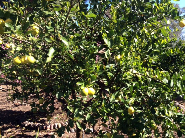 (2/3) This lemon tree is experiencing healthy fruit without fear of severe pest and diseases.