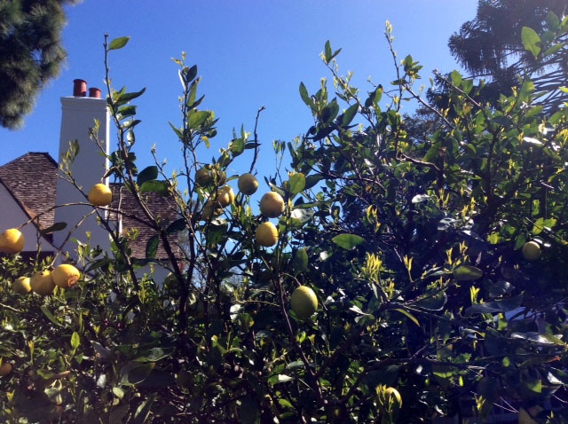(3/3) This lemon tree is gaining very healthy fruit with Blue Gold™ treatments.