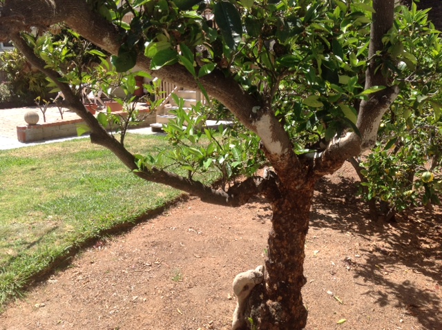 (1/2) A dying citrus tree gets one application of Blue Gold™ and gets blooms!