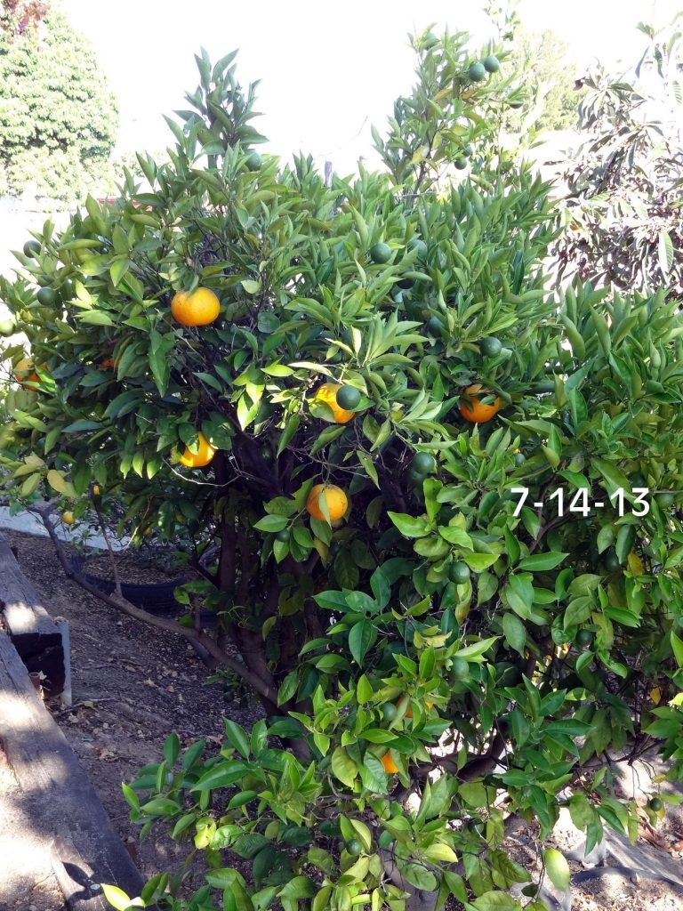 (1/5) California Citrus tree recovered from leaf miner and greening quickly with Blue Gold™ treatments.