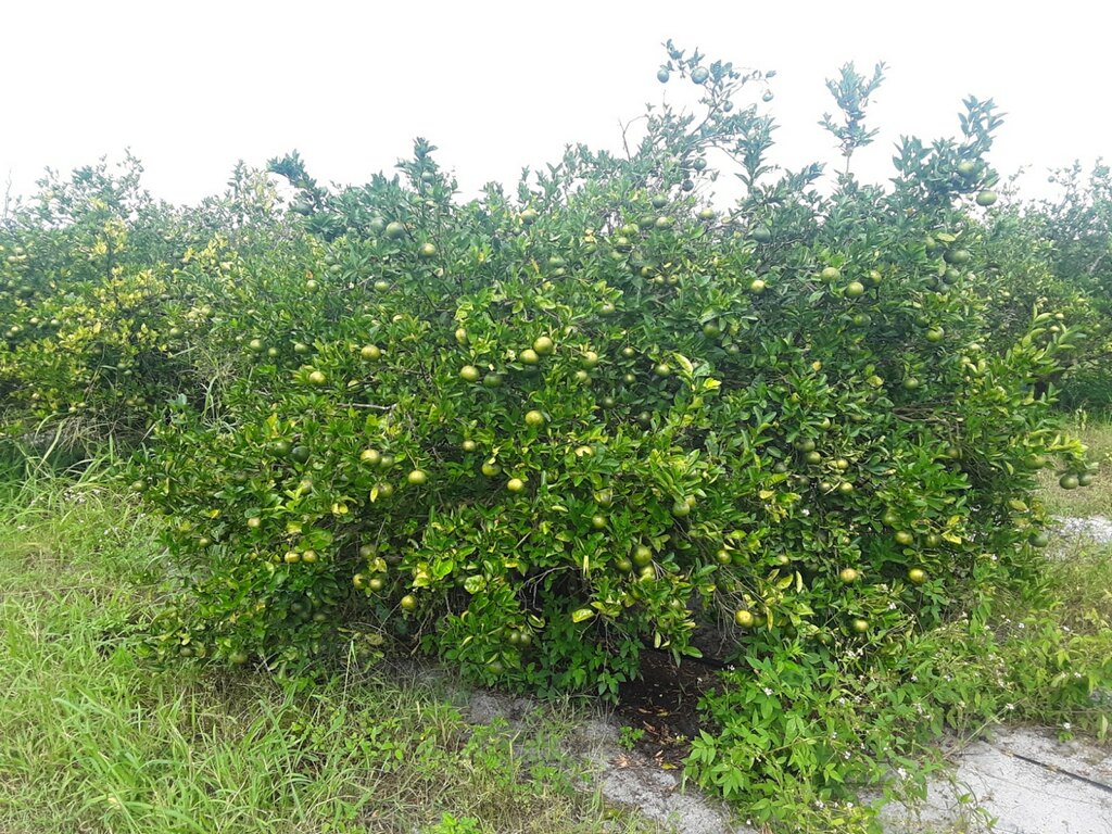 (1/2) Before BlueGold® applications, this was the worst block. Teal & Sons Citrus was going to pile and burn it. After BlueGold® applications, the fruit coloring is 30/45 days ahead of schedule, and his W Murcott Tangerines will be the first to market in Florida at higher prices. Paul says they are hanging a record crop even to exceed their best crop. Eden started in the crop 30 days before flower set on 2/21/19 (look how the canopy flush rebuilt itself since then).
