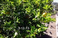 (3/5) California Citrus tree is thriving in spite of the drought through Blue Gold™.