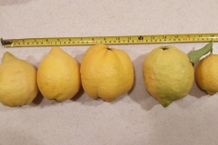 (1/4) “Here is how the lemons turned out. Even though I messed those trees up good with the bad fertilizer and bug spray the fruit turned out ok-ish. These are off the tree at my house I sent you photos and a video of how things were looking then. They are all mixed up and need a soil/sap sample. Thanks!” -Mike Jones