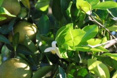 (6/6) New blooms appearing on this citrus tree just sprayed with Blue Gold™!