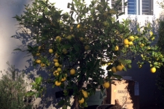 This California citrus tree was unable to produce and was diseased. All thanks to only a couple applications of Blue Gold™ it produced quickly, and the disease went away fast.