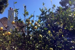 (1/2) This lemon tree was experiencing leaf miners, citrus rust and many other pests and diseases.
